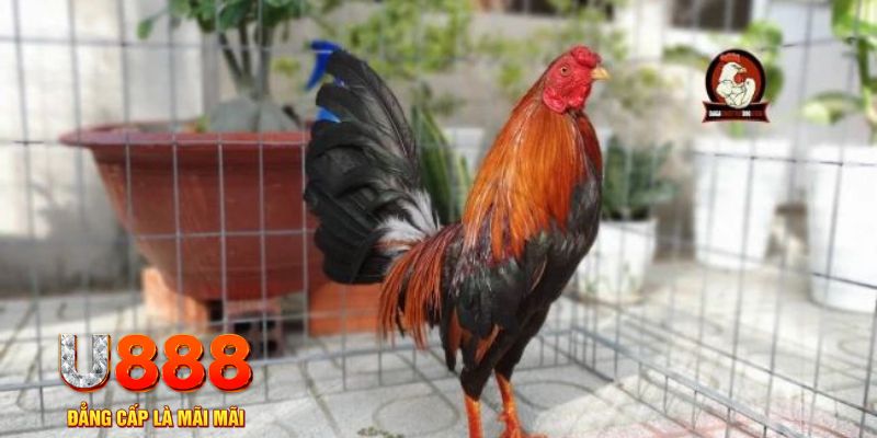 123goal game máy bay nổ hũ